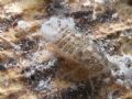 Cixidia sp.